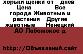 хорьки щенки от 35дней › Цена ­ 4 000 - Все города Животные и растения » Другие животные   . Ненецкий АО,Лабожское д.